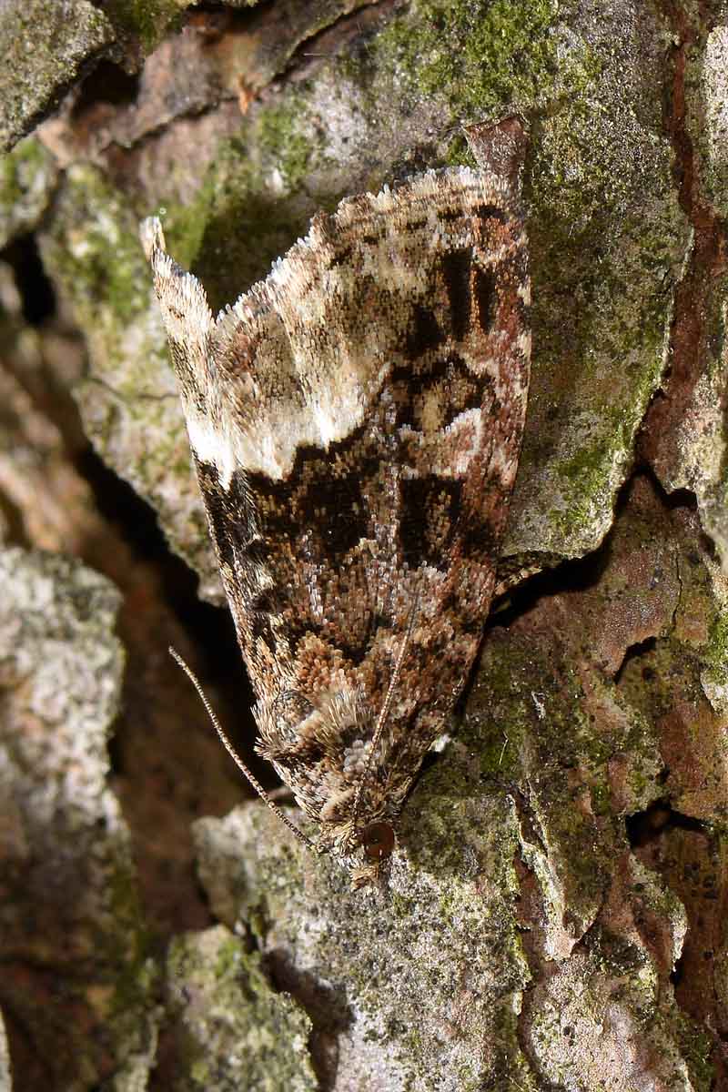 Tortricidae? No, Deltote pygarga - Noctuidae